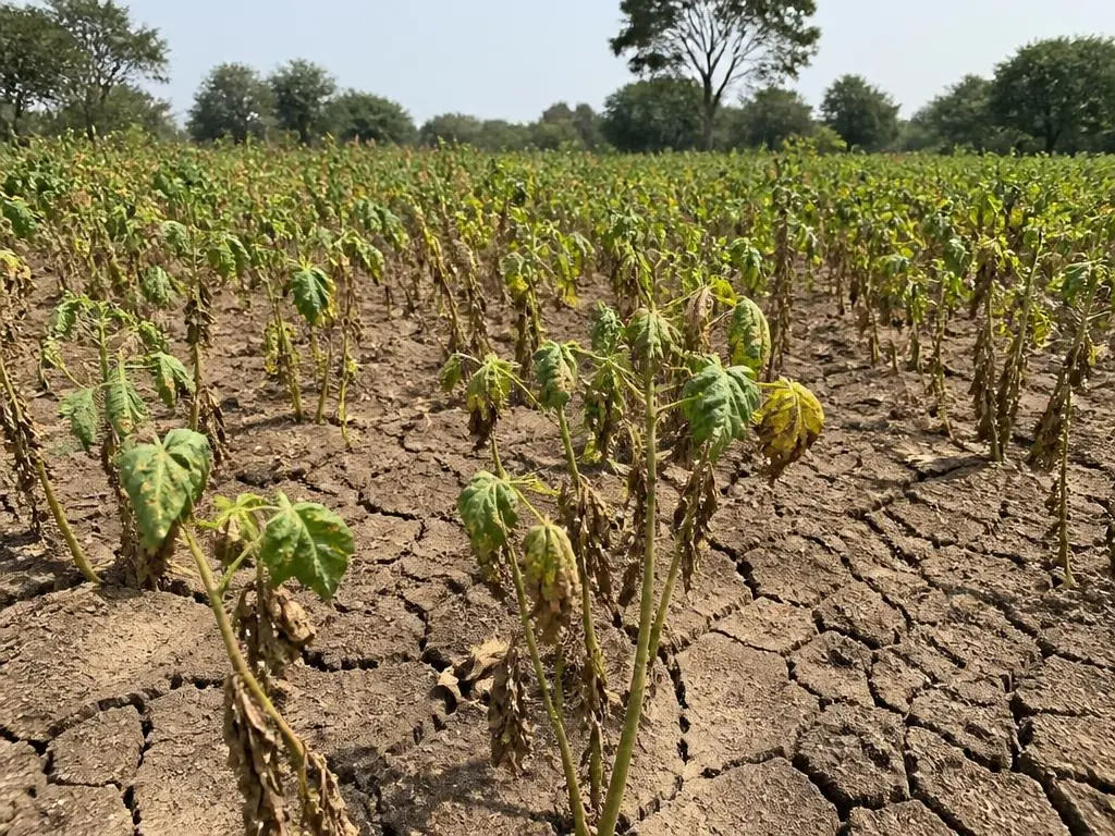 Farm field before treatment