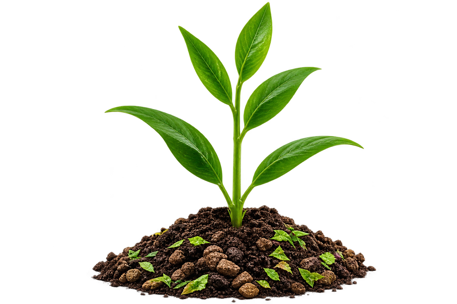 Healthy plant