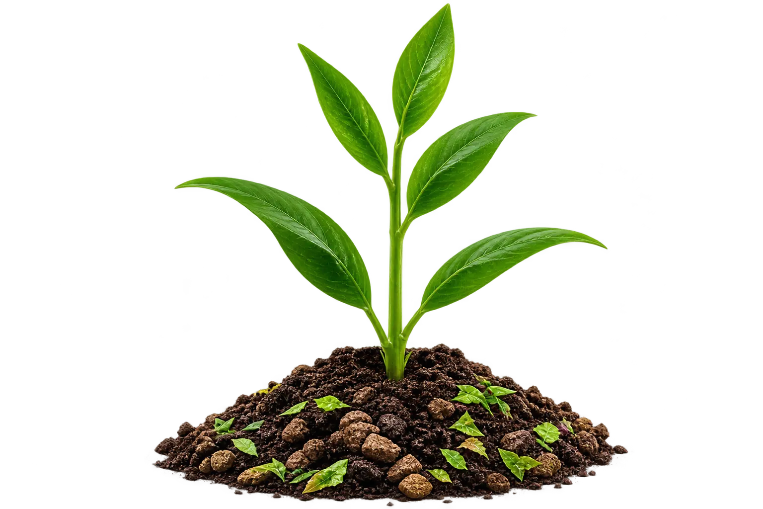 Healthy plant