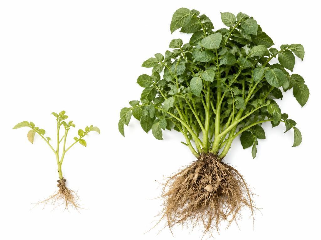 Root development and stronger crop roots
